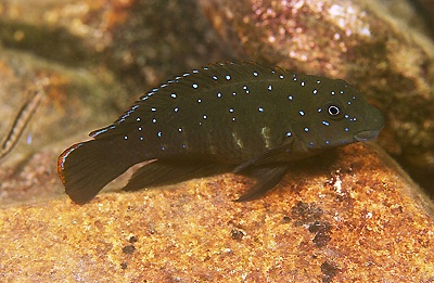 Eretmodus cyanostictus 'Chituta Bay'